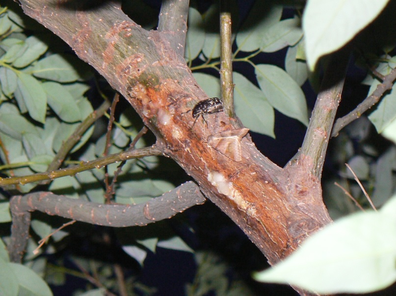 中州のヤナギ(接近) 2021年5月15日 19時05分頃 気温21度